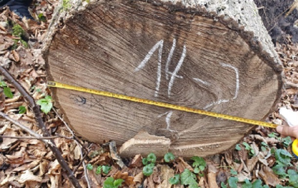 На Закарпатье незаконно срубили деревьев на 5 миллионов гривен (ФОТО) 