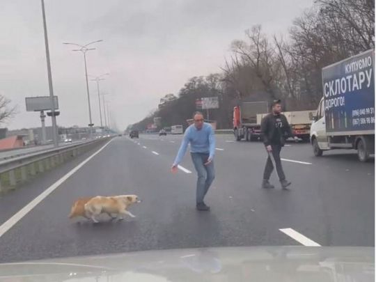 Поступок на дороге: водитель перевел через Бориспольскую трассу напуганных собак (ВИДЕО)