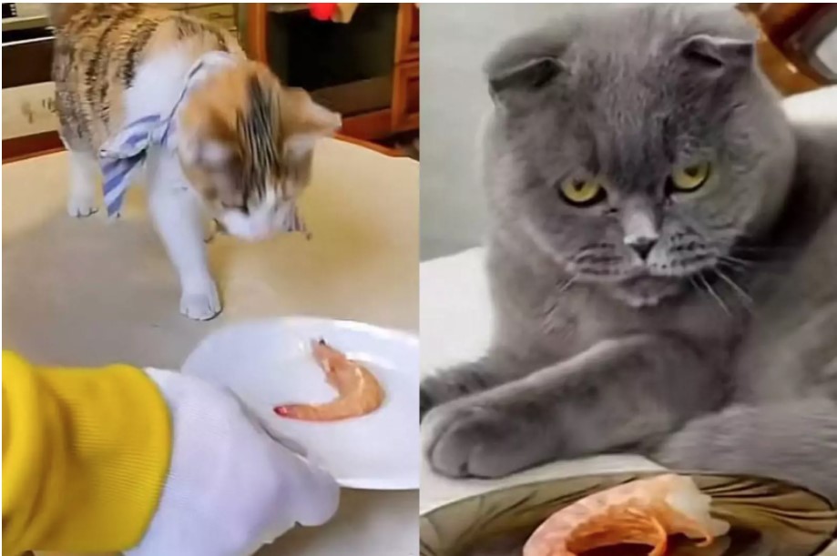 Реакция двух кошек на креветку рассмешила (ВИДЕО)