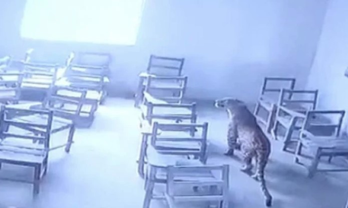 Леопард проник в класс и набросился на ученика (ВИДЕО)