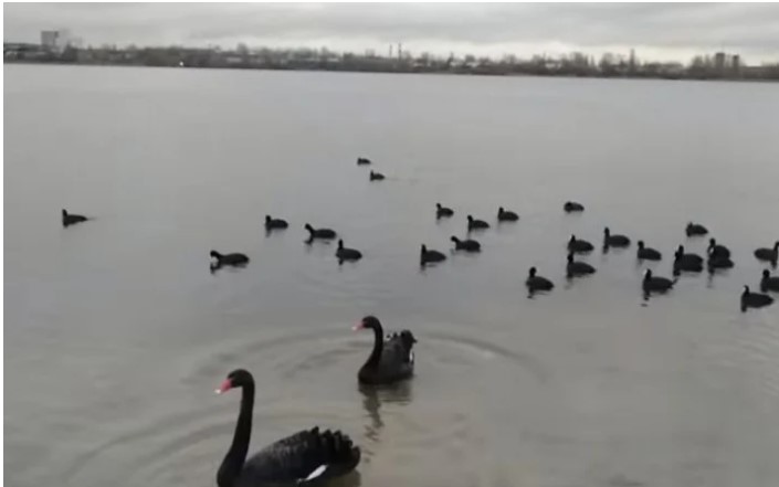 На столичном озере увидели черных лебедей (ВИДЕО)