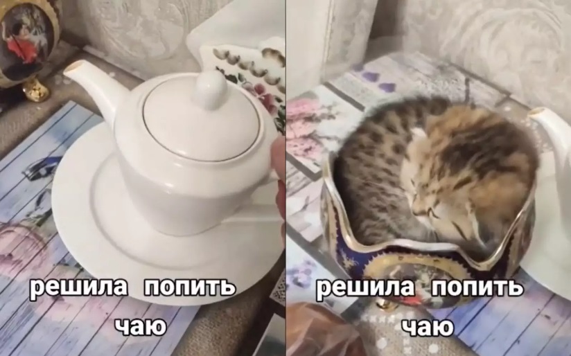 Женщина решила попить чай и обнаружила котенка в сахарнице (ФОТО, ВИДЕО)