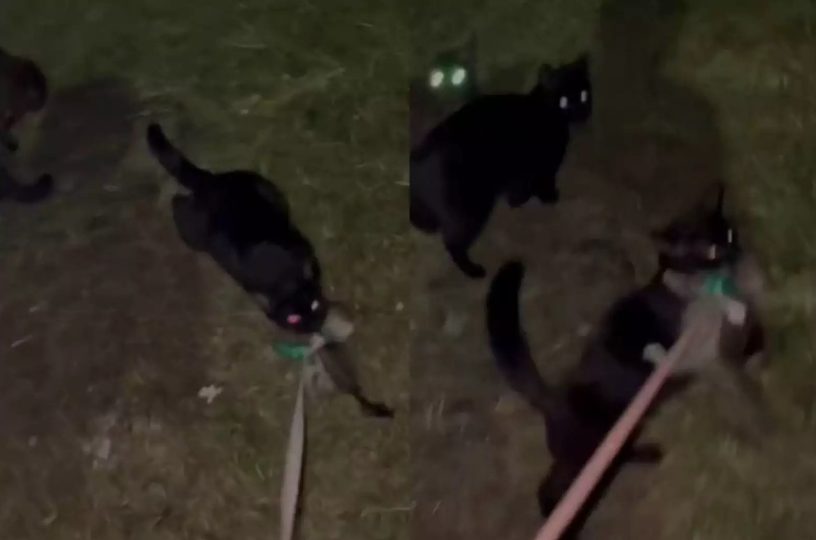 Уличная кошка пыталась украсть домашнего котёнка (ФОТО, ВИДЕО)