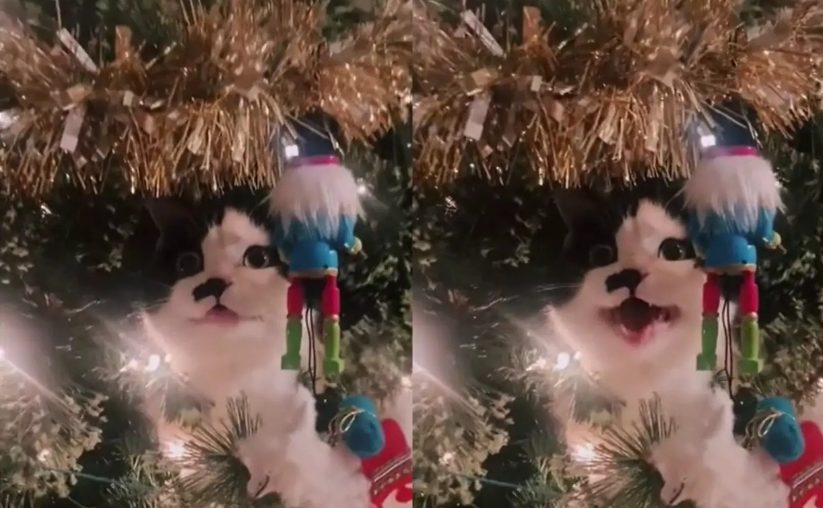 Кошка «чирикала» на новогодней ёлке (ФОТО, ВИДЕО)