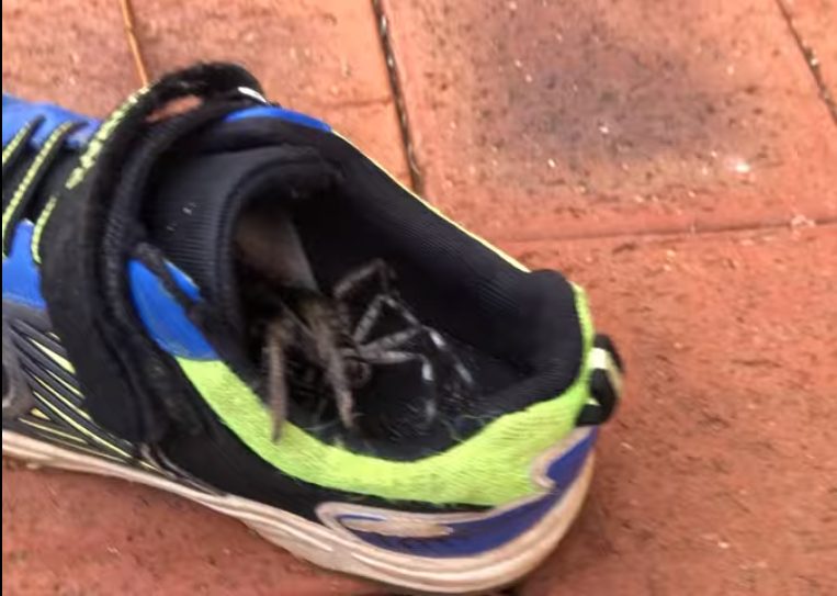 В Австралии в обуви школьника поселился шестиногий паук (ФОТО, ВИДЕО)