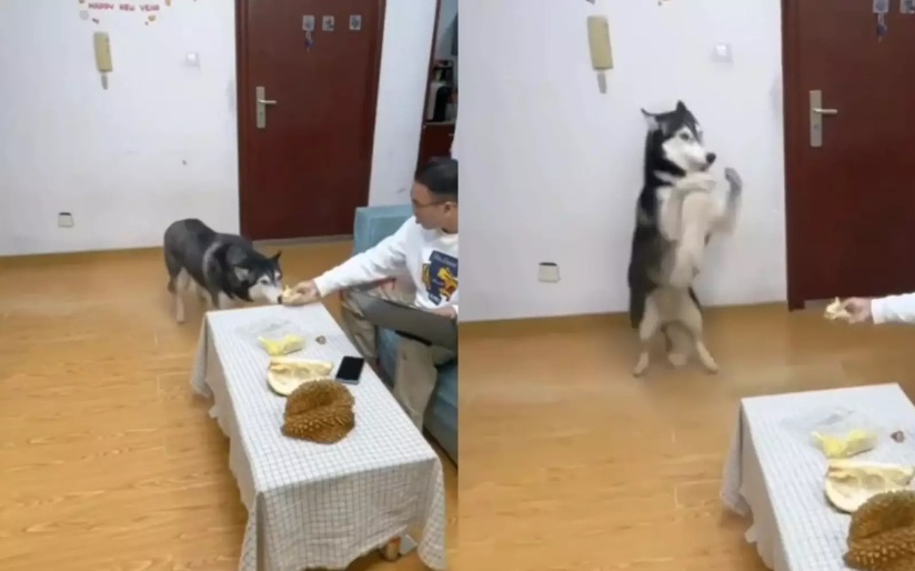 «Что ты ешь?»: пес не ожидал подставы с дурианом от хозяина (ФОТО, ВИДЕО)