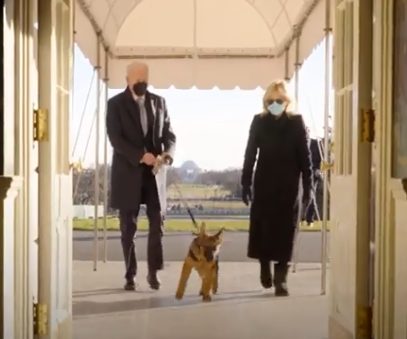Семья Байдена завела нового щенка немецкой овчарки (ФОТО, ВИДЕО)
