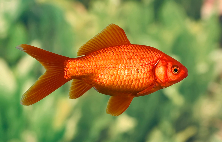 Ученые научили золотую рыбку управлять аквариумом (ВИДЕО)