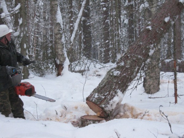 В Тернопольской области дерево убило лесоруба