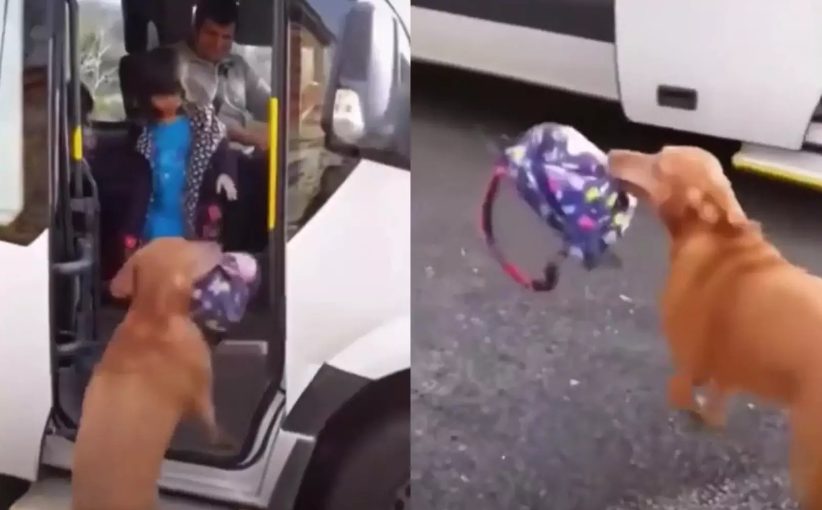 Забрал рюкзак у девочки и проводил домой: Пёс встречал хозяйку из школы (ФОТО, ВИДЕО)