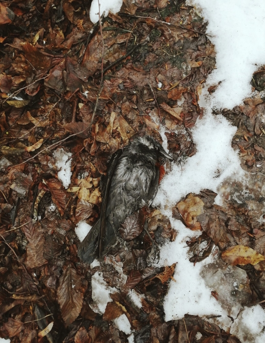 В Черновцах из-за новогодних фейерверков погибли птицы (ФОТО)