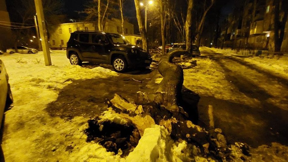 В Харькове дерево рухнуло на четыре машины (ФОТО)