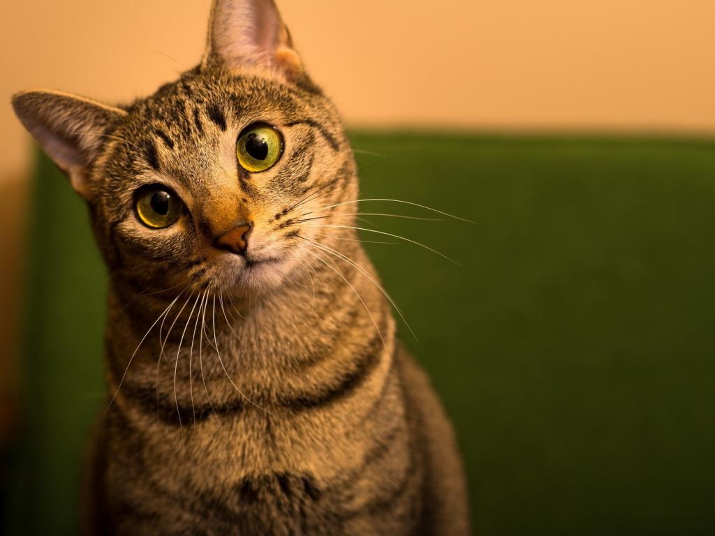 Ученые констатировали уменьшение мозгов у домашних кошек