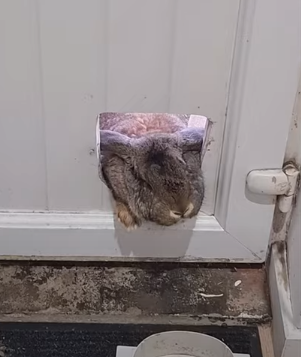 Кролик сильно растолстел: чтобы войти в дом, сломал двери (ФОТО, ВИДЕО)