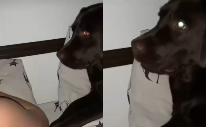 «Какая смешная»: Собака обиделась на отказ хозяев поиграть (ФОТО, ВИДЕО)