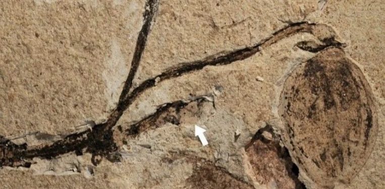 В Китае обнаружили окаменелый цветок, которому 164 миллиона лет (ФОТО)