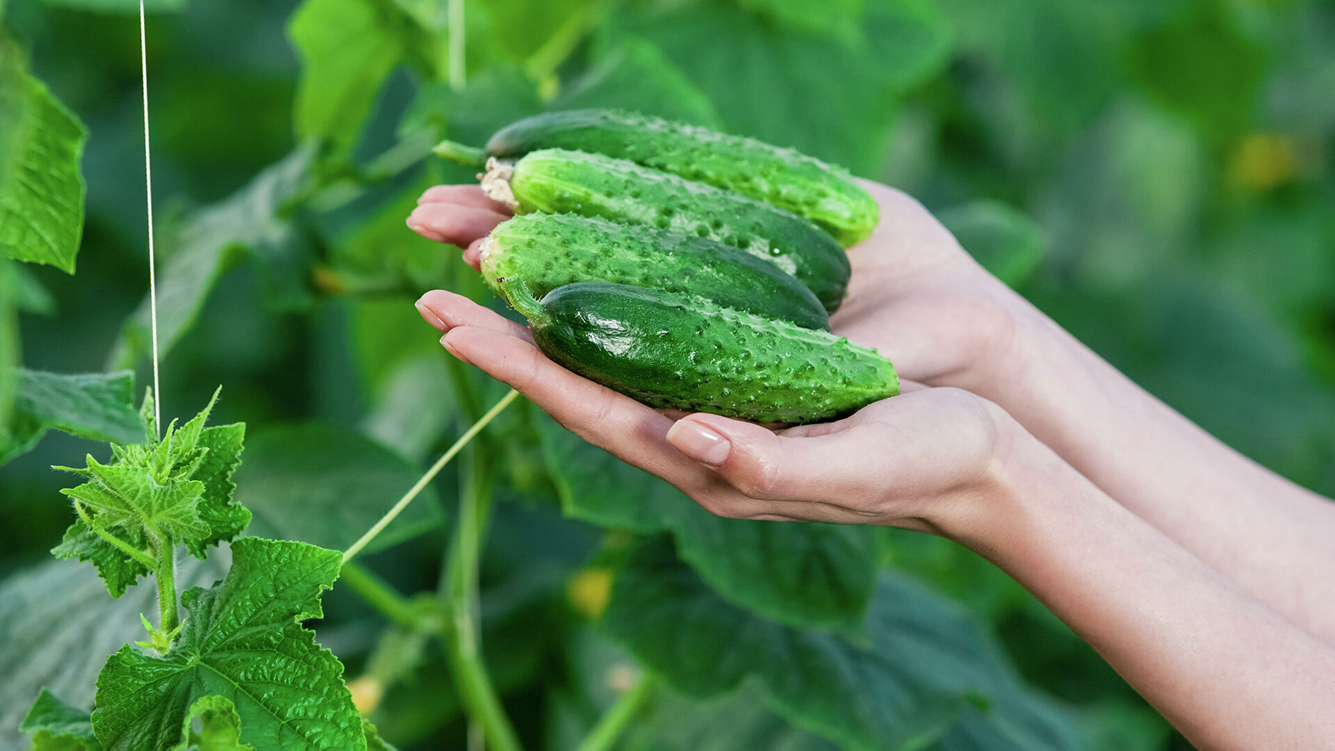 Ученые назвали продукт, защищающий от старческого слабоумия
