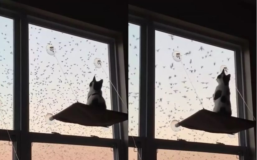 Огромная стая птиц загипнотизировала кота у окна (ФОТО, ВИДЕО)