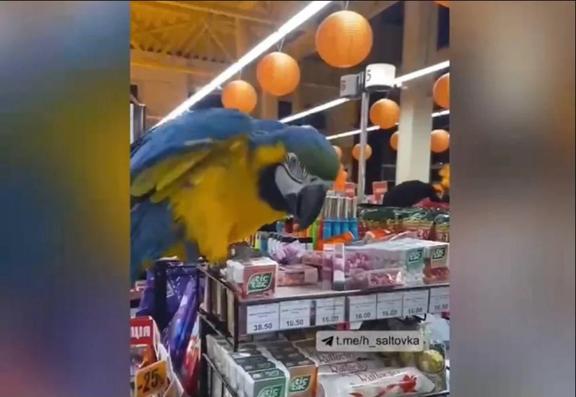 Попугай устроил погром в супермаркете после побега из зоопарка (ФОТО, ВИДЕО)
