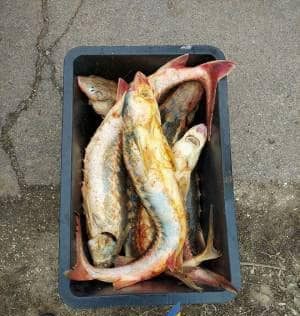 Бычки, рачки и сарделька: на одесском Привозе вопреки запрету торгуют рыбой