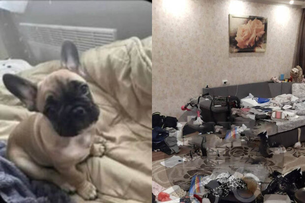В Днепре воры из квартиры украли драгоценности и щенка французского бульдога (ФОТО)