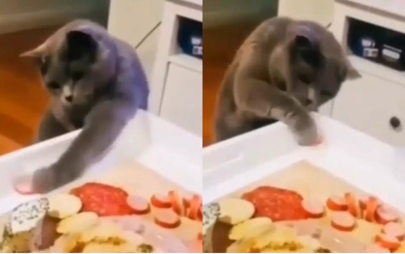 «Всё пошло не по плану»: Кот неумело пробовал стащить колбасу (ФОТО, ВИДЕО)