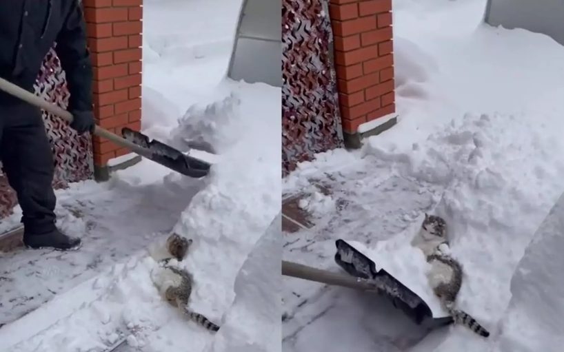 «Прямо наслаждается»: Кот мешал хозяину убирать снег и «нырял» в сугроб (ФОТО, ВИДЕО)