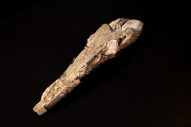 Найдены останки самого крупного в мире птерозавра юрского периода (ФОТО)