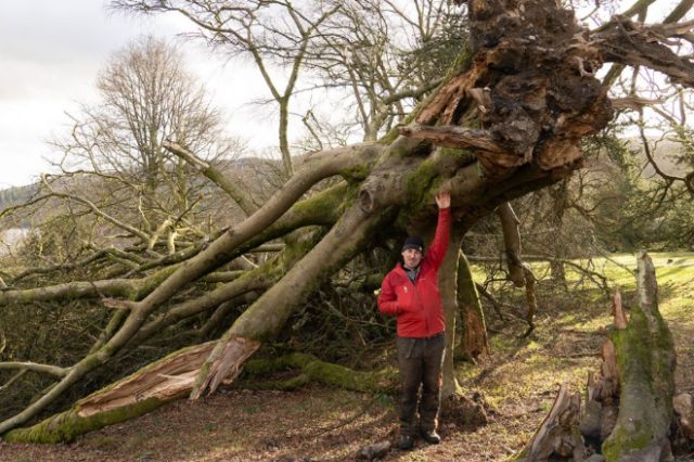 В Великобритании зимние штормы уничтожили более 8 миллионов деревьев (ФОТО)