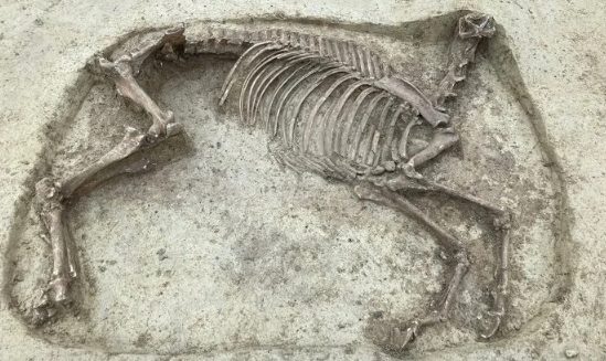 В Германии археологи нашли странный скелет лошади без головы (ФОТО)