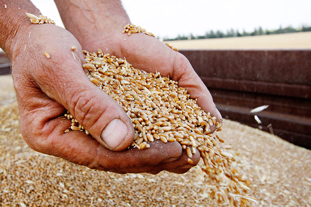 Зерно дорожает на мировых рынках из-за вторжения РФ в Украину и подорожания газа &#8212; СМИ