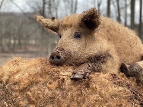 В Украине резко подорожает свинина