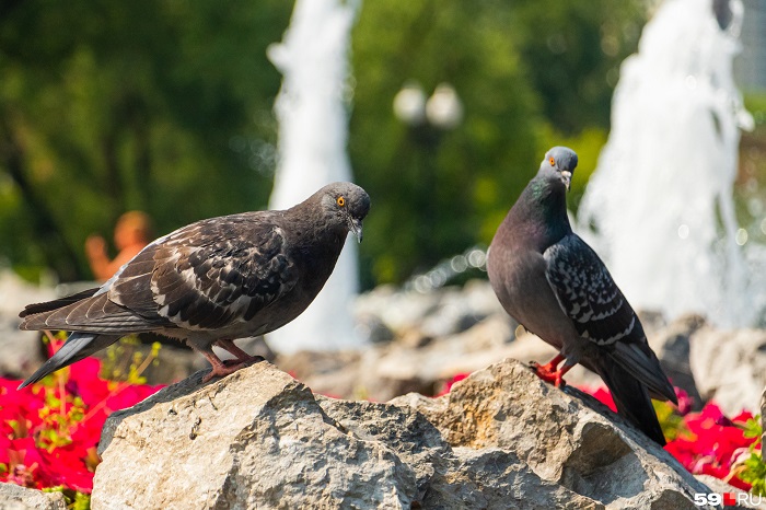 Отряды боевых птиц: китайские ученые научились управлять голубями