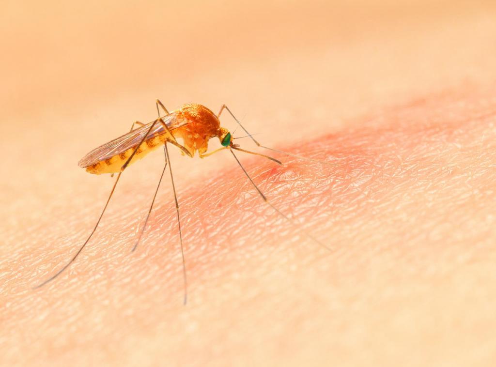 В США зафиксировали случаи малярии после укуса комаров