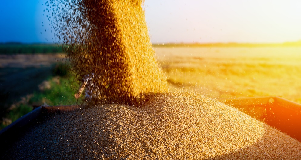 Польша и ЕС окажут Украине поддержку в экспорте зерна