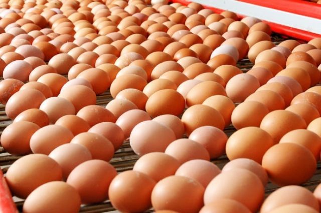 В Украине цена на яйца бьет рекорды: подорожание превысило 80%