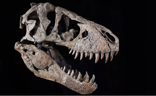 Череп знаменитого тираннозавра Максимуса продадут на аукционе вероятно за 20 млн долларов