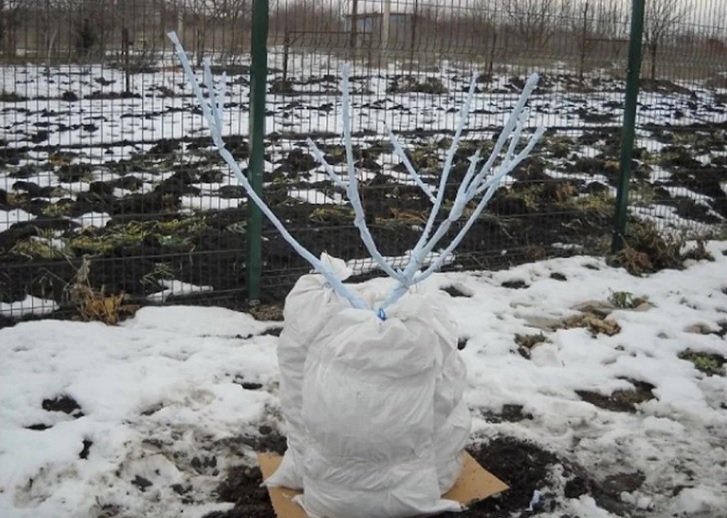 Как утеплить саженцы в саду на зиму: что нужно сделать перед заморозками