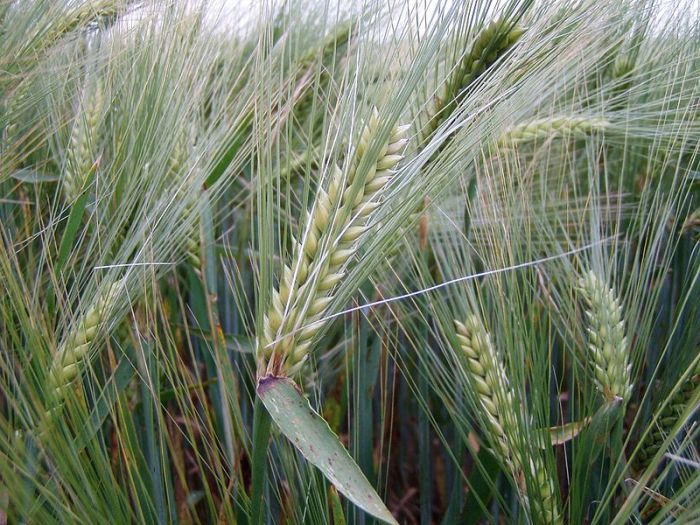 Турция с начала мая введет пошлину 130% на импорт пшеницы, ячменя и кукурузы