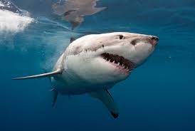 Ребенок поймал большую белую акулу во время рыбалки во Флориде
