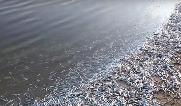 Обстрелы Херсонской области привели к массовой гибели рыбы