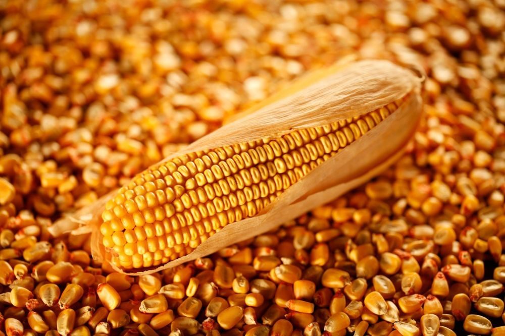 Из Украины в Китай отправили три сухогруза с кукурузой и подсолнечным шротом