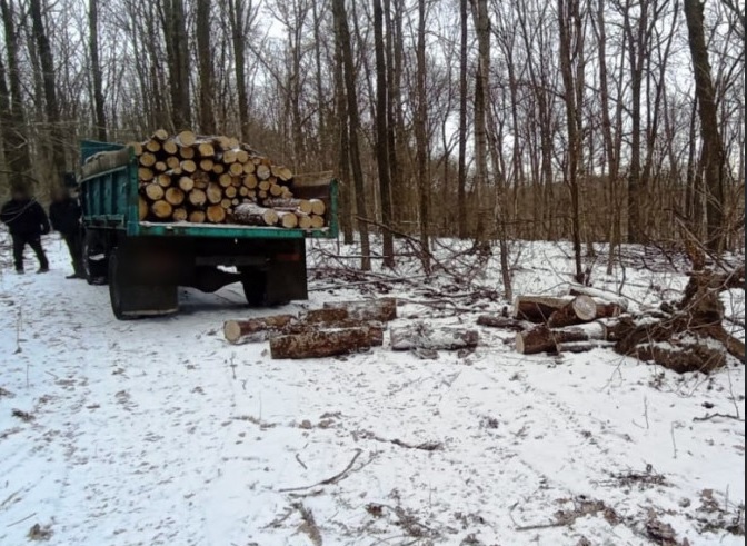 Во Львовской области мужчина погиб во время незаконной рубки леса
