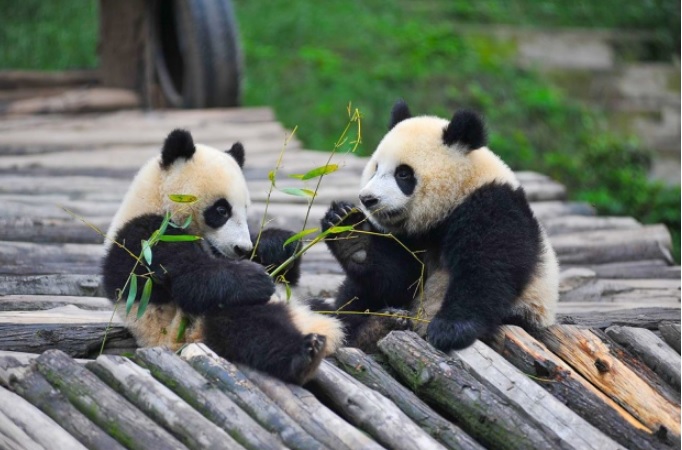 Финский зоопарк вернет двух панд Китаю: нет денег на содержание мишек