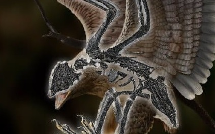 В Китае нашли окаменелую птицу с головой динозавра