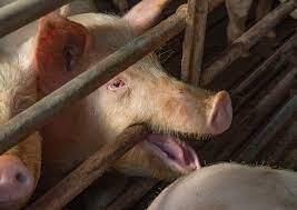 Расплодившиеся в Кобеляках на Полтавщине свиньи вытоптали поля с урожаем