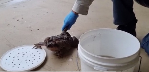 В Австралии ученые нашли и усыпили крупнейшую в мире ядовитую жабу