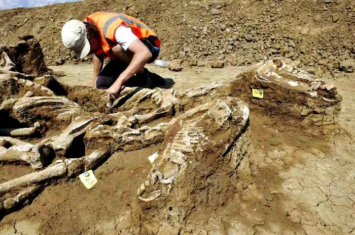 В Великобритании нашли останки морского динозавра, родственника современных крокодилов