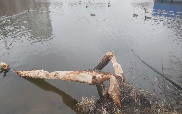 &#171;Значит, вода чистая&#187;: в Киеве возле озер бобры активно грызут ивы