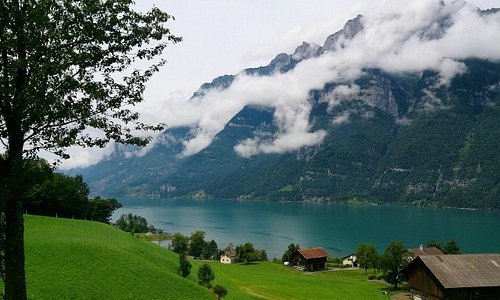 Швейцарские Альпы зарастают кактусами из-за изменения климата